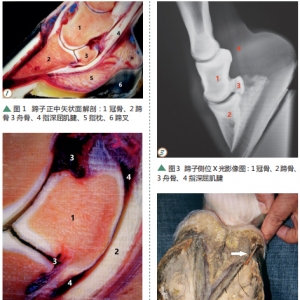 關(guān)于馬的日常急救小知識（二）馬蹄釘傷