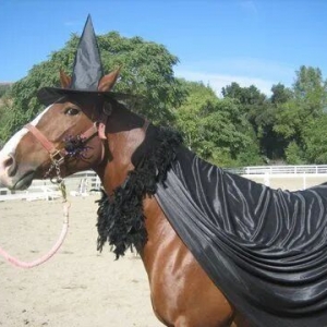 馬術梗圖 | 來汲取萬圣節(jié)裝扮靈感吧！