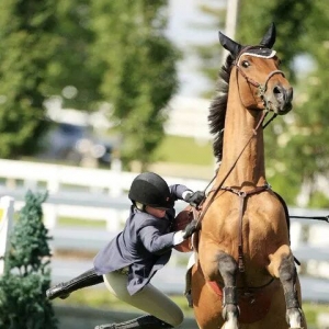 關(guān)于馬術(shù)的5個(gè)有趣事實(shí)